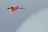 Roseate Spoonbill In Flight_27900